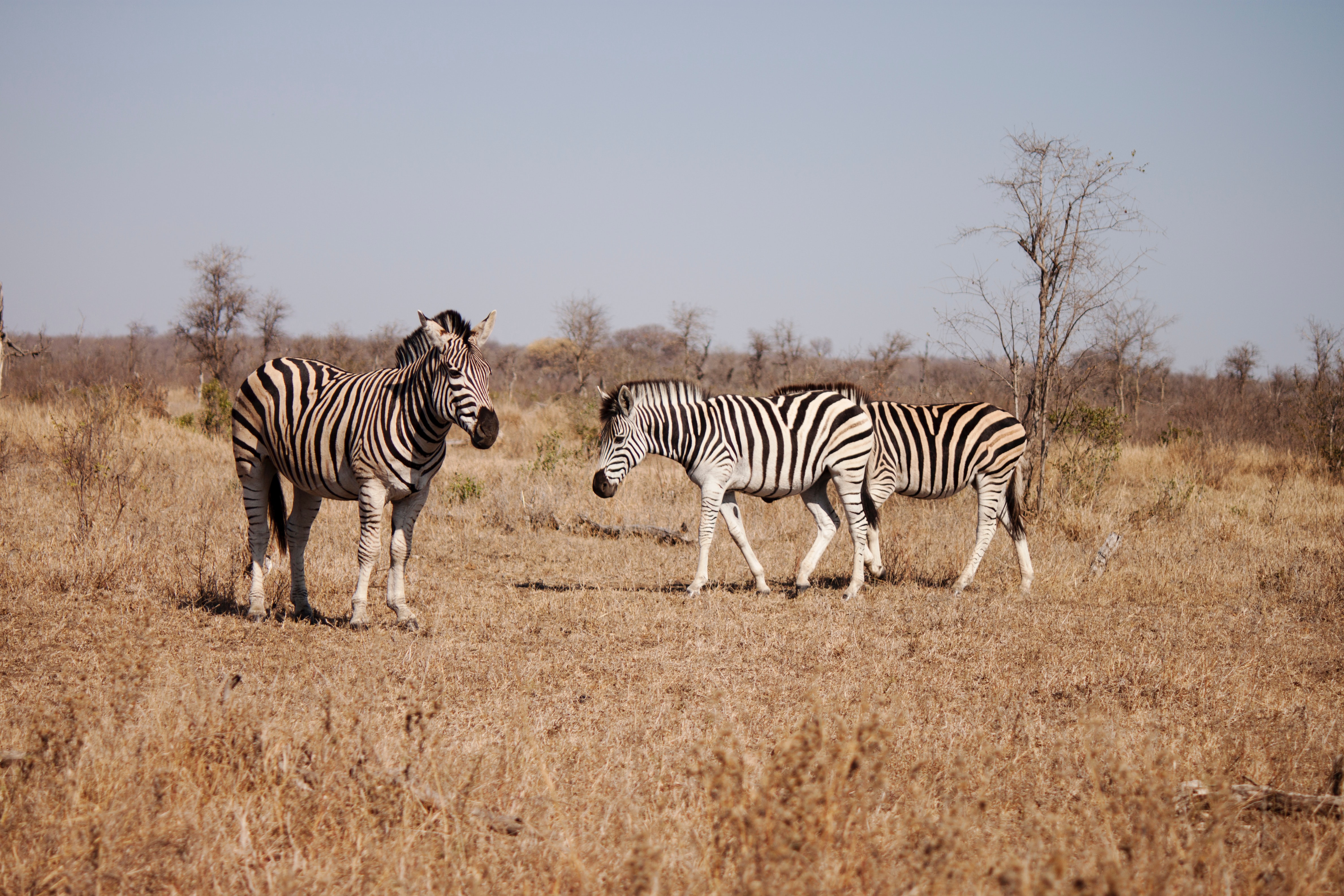 safari animal zebra